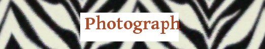 Photograph